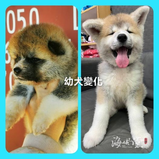 這是同一條幼犬 從出生二十餘日到二個月的變化 所以小時後黑不是黑