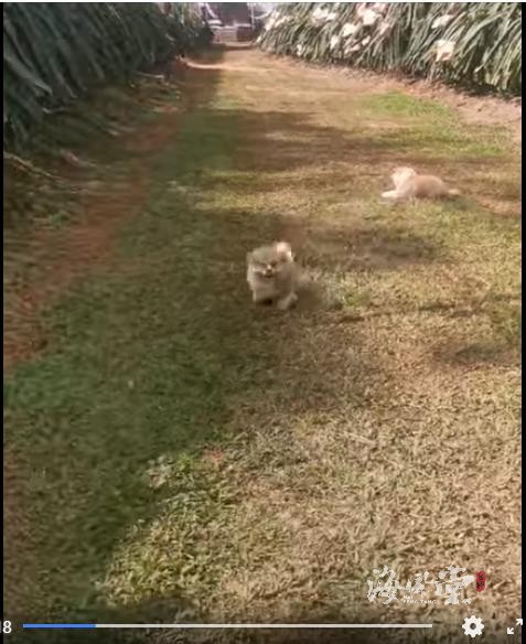 兩條小幼犬進來火龍果園巡園子